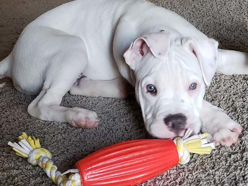 Jester